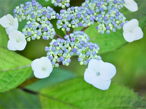 花品種名|紫陽花の種類一覧｜希少品種や珍しい変わり種の名前を画像で解 